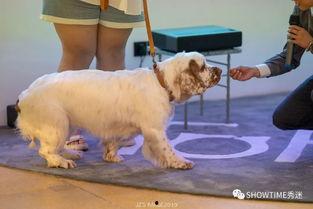 网红宠物壁纸,网红宠物们的魅力瞬间